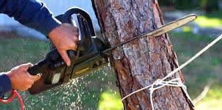  Fulshear, TX Tree Removal Services Pros