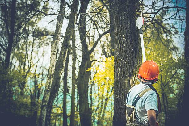 Best Stump Grinding and Removal  in Fulshear, TX